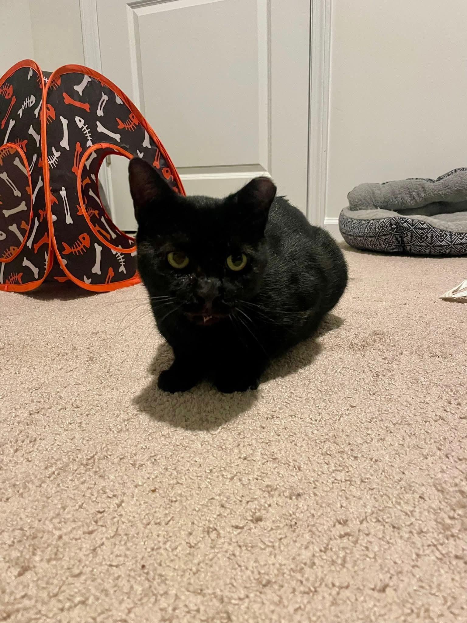 Binx, a ADOPTABLE Domestic Short Hair in Bloomingdale, GA image 4/4