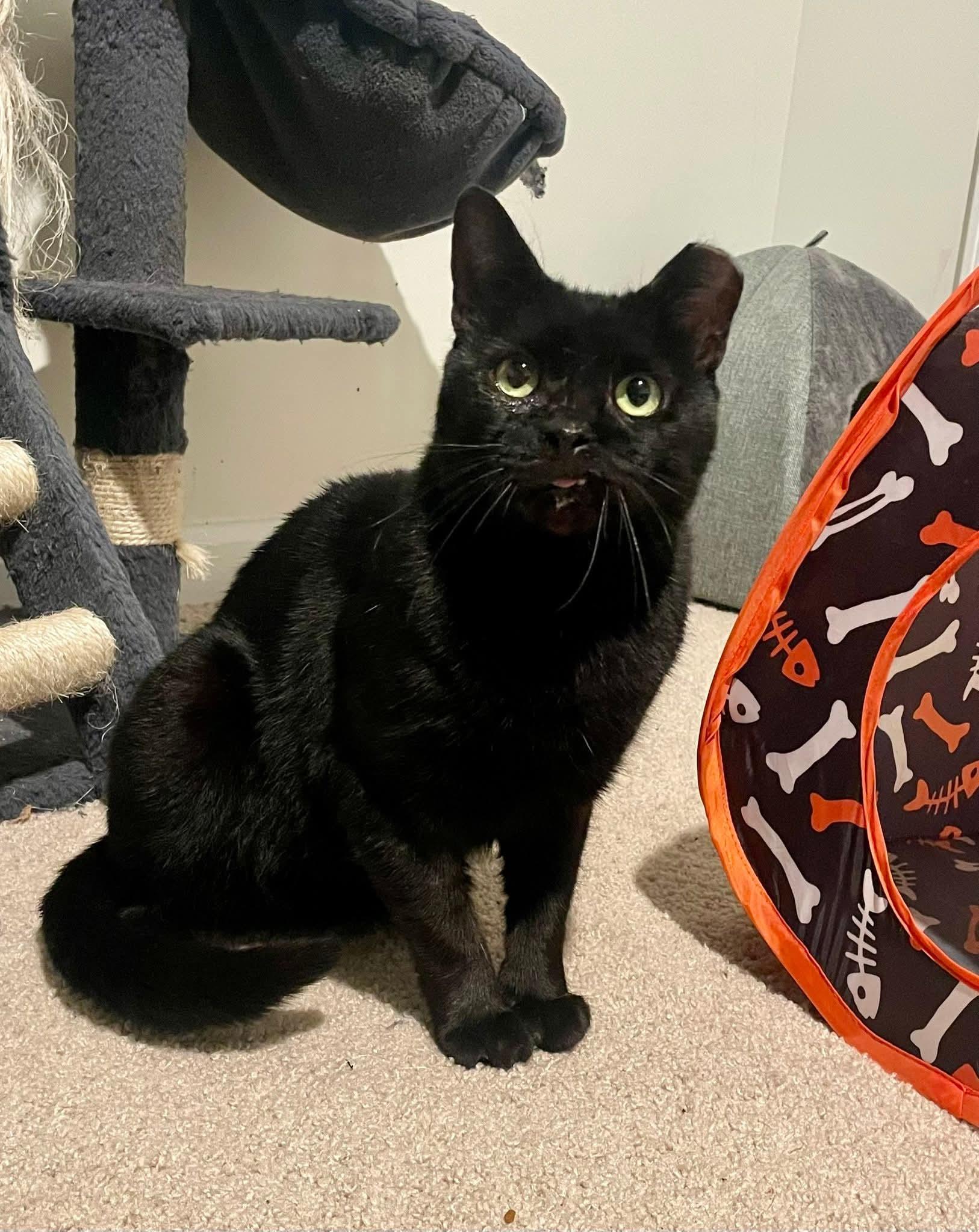 Binx, ADOPTABLE, Adult Male Domestic Short Hair.