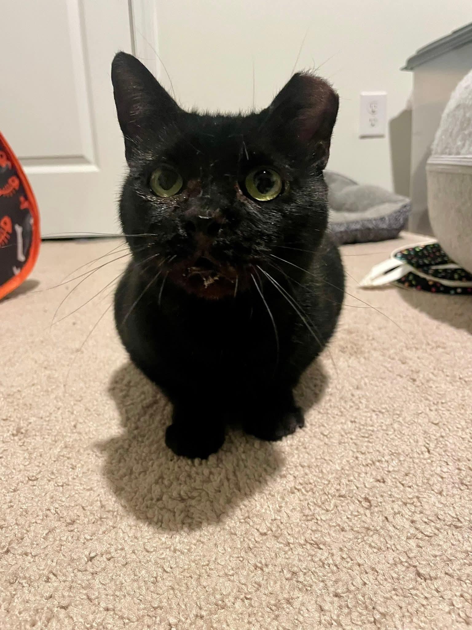 Binx, a ADOPTABLE Domestic Short Hair in Bloomingdale, GA image 3/4