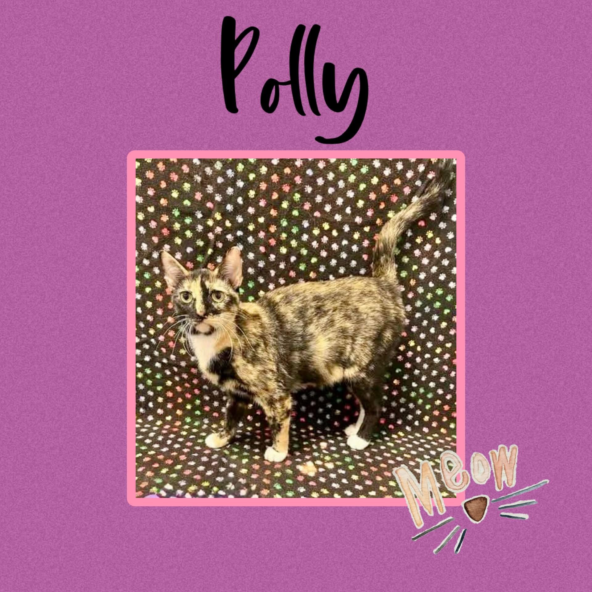 Enlarge Polly, a Adoptable Domestic Short Hair in Monticello, IN image 1/1