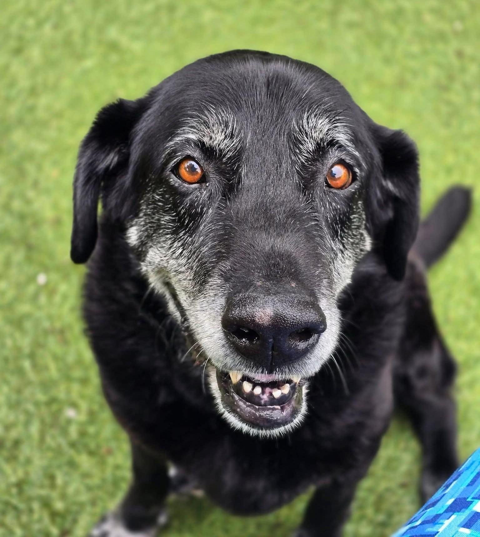 Bill, Senior Male Labrador Retriever