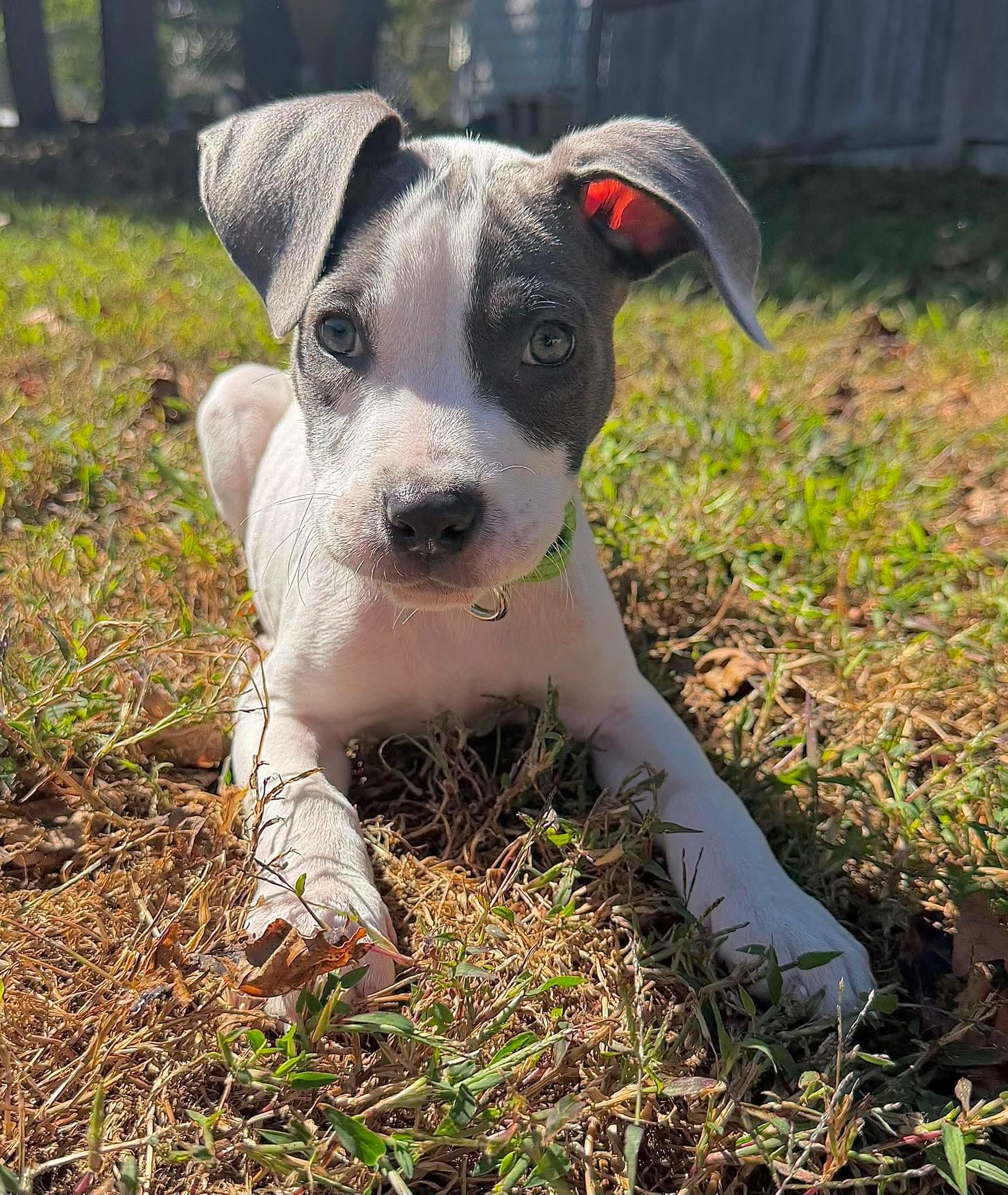 Dustin, Adopted, Puppy Male Mixed Breed.