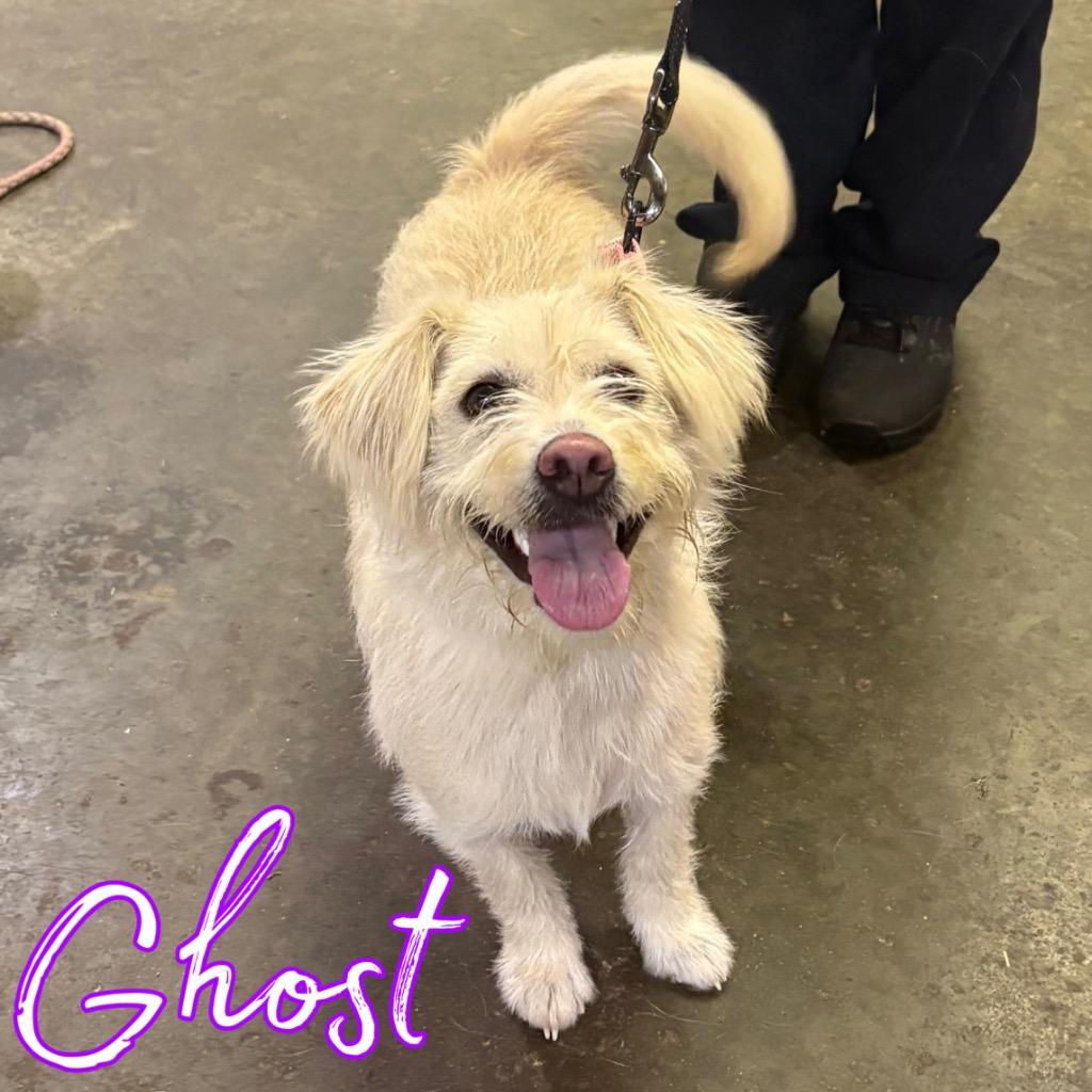 Enlarge Ghost, a Adoptable mixed breed in Hillsboro, OH image 1/2
