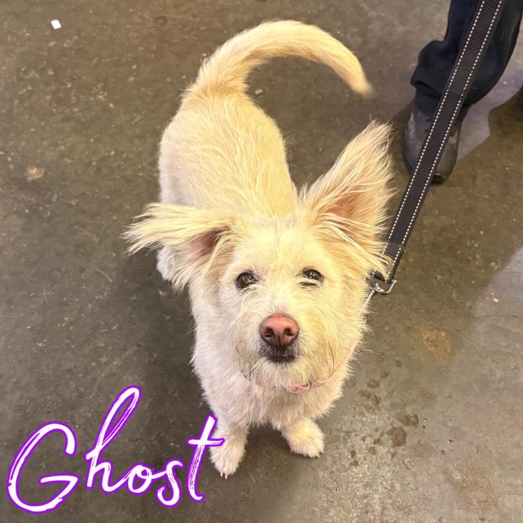 Enlarge Ghost, a Adoptable mixed breed in Hillsboro, OH image 2/2