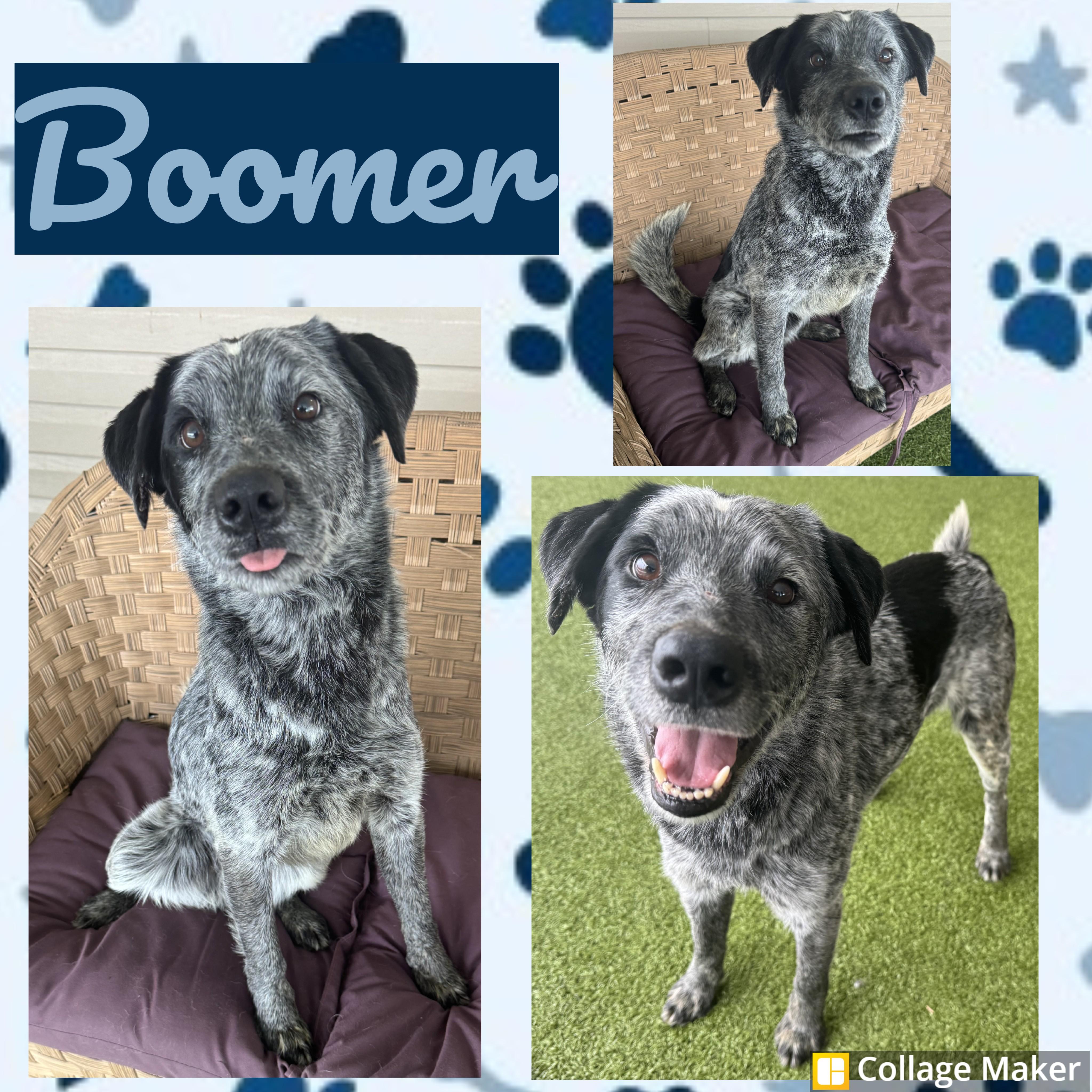 Enlarge Boomer, a ADOPTABLE mixed breed in Clearfield, PA image 1/1
