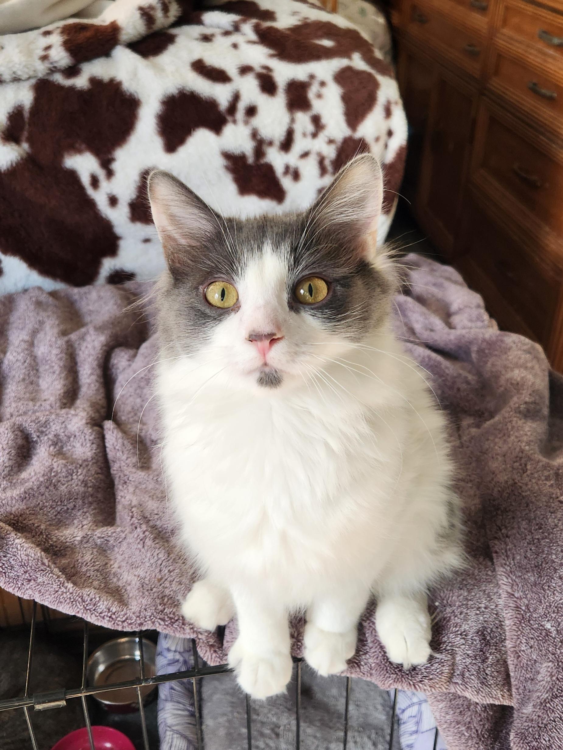 Yoshi (Bonded w/ Luigi), a Adoptable Domestic Long Hair in Clawson, MI image 1/4