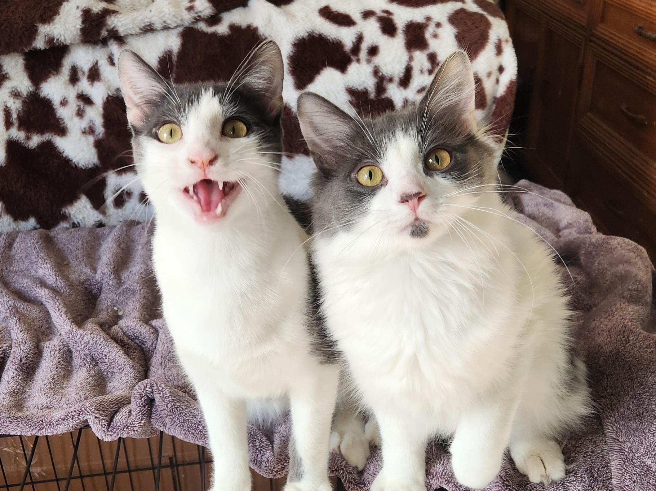 Yoshi (Bonded w/ Luigi), a Adoptable Domestic Long Hair in Clawson, MI image 2/4