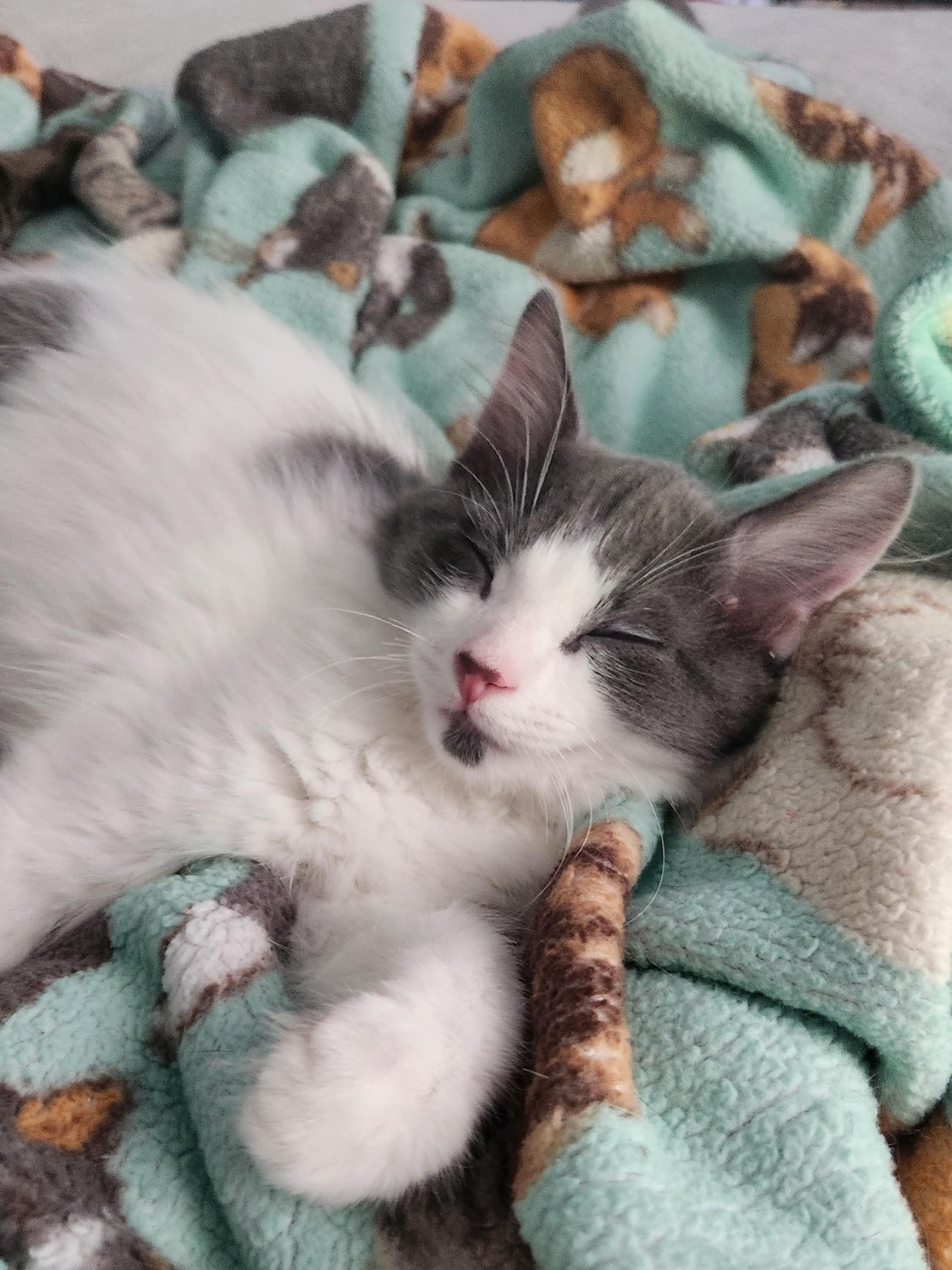 Yoshi (Bonded w/ Luigi), a Adoptable Domestic Long Hair in Clawson, MI image 3/4