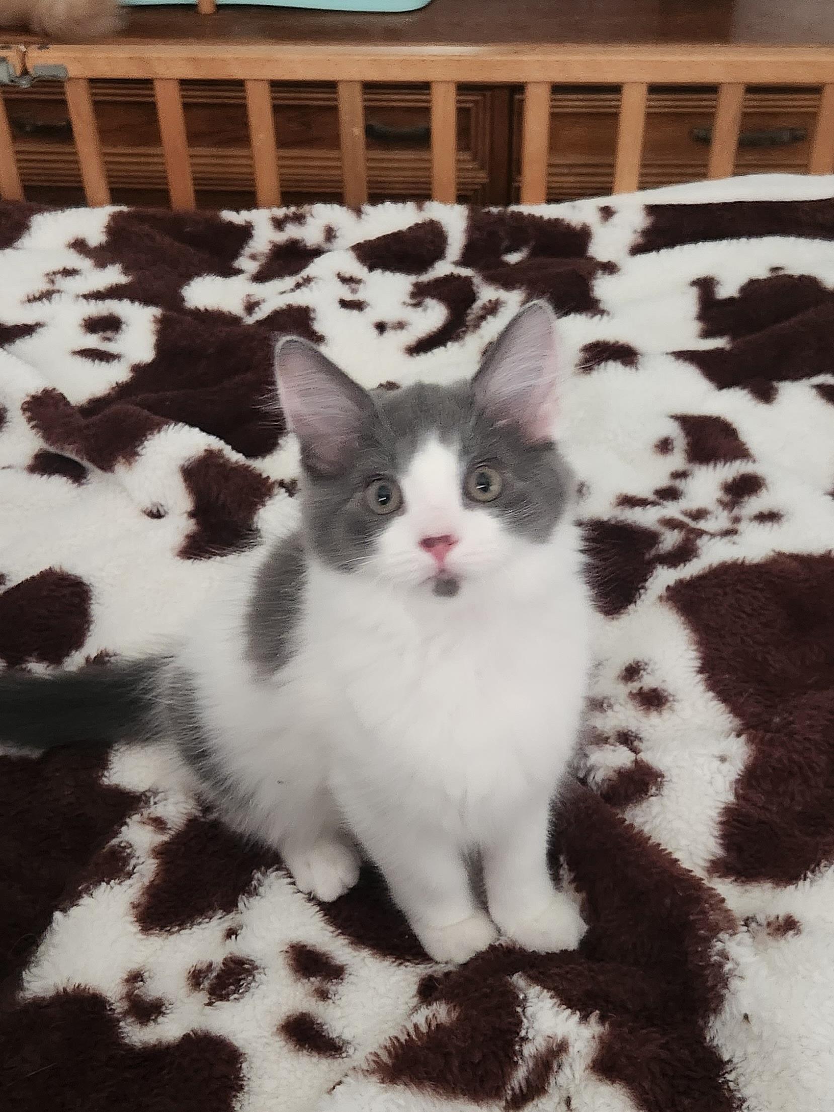 Yoshi (Bonded w/ Luigi), a Adoptable Domestic Long Hair in Clawson, MI image 4/4