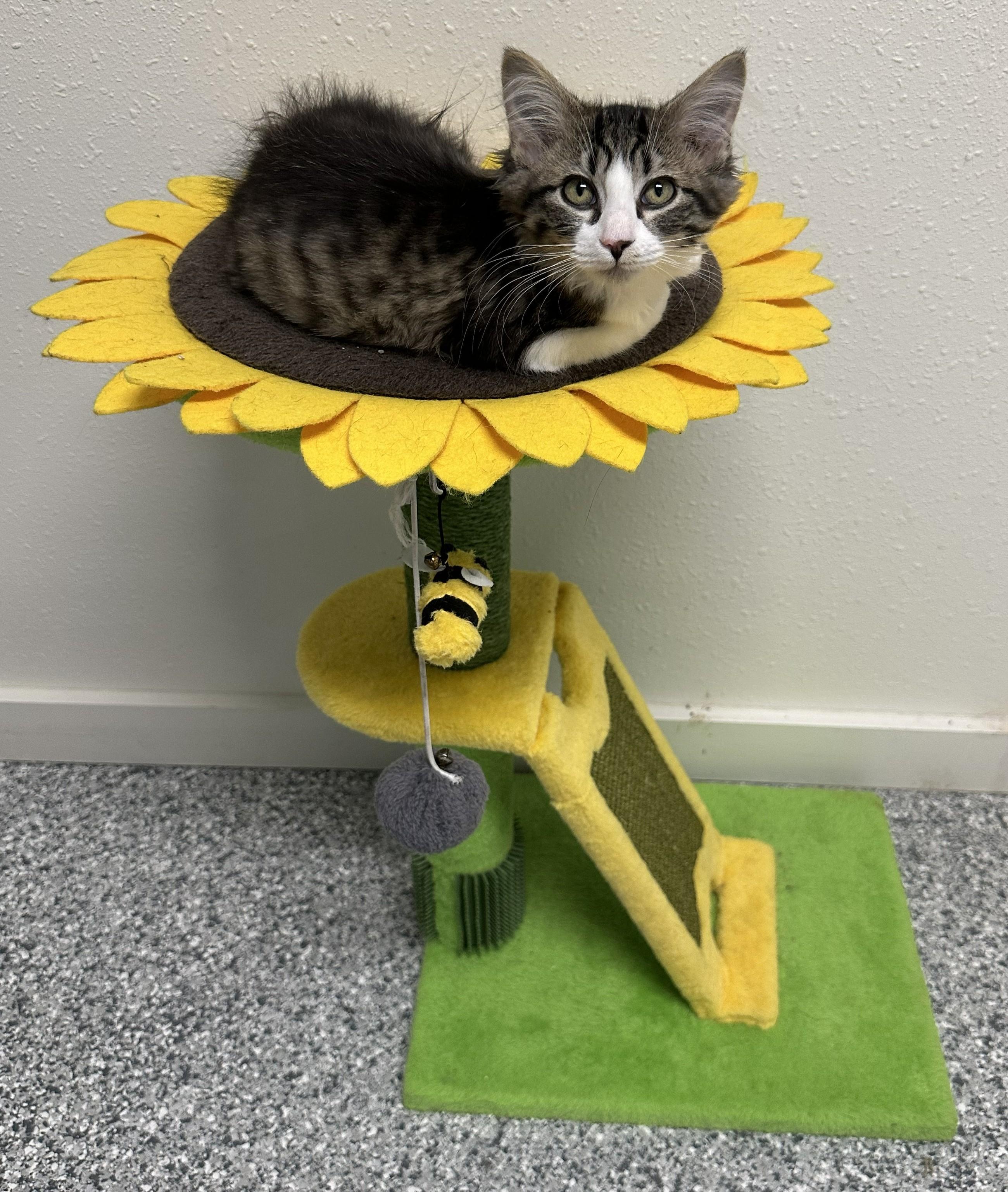 Sassy, Adoptable, Young Female Domestic Short Hair.