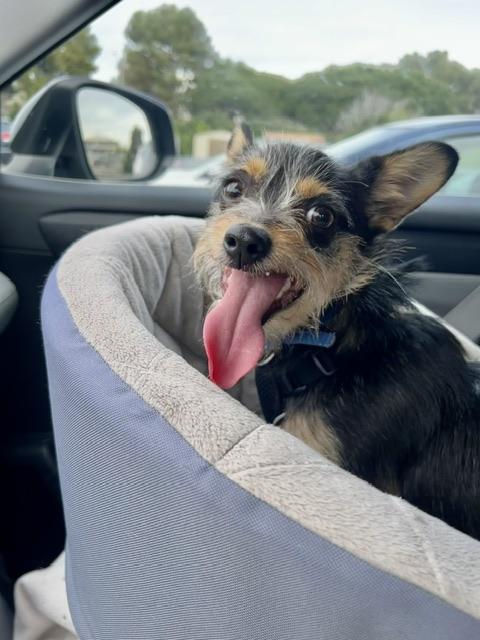 Enlarge Wolfgang, a ADOPTABLE mixed breed in san ramon, CA image 5/5