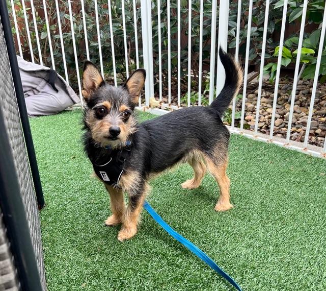Wolfgang, ADOPTABLE, Puppy Male Yorkshire Terrier & Chihuahua.