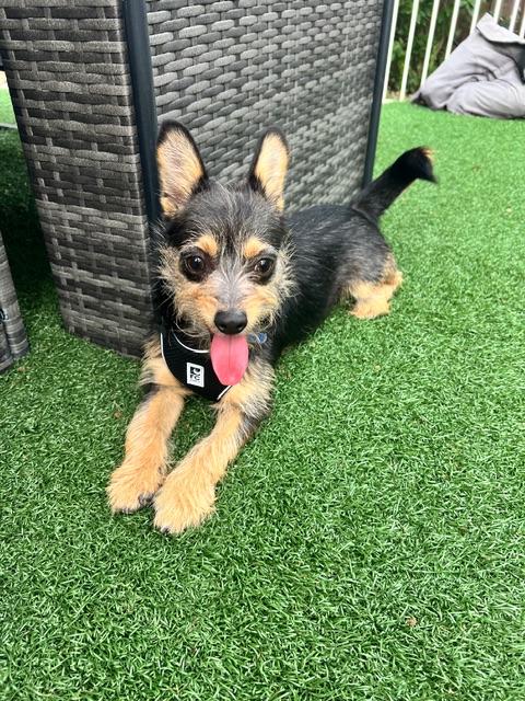 Enlarge Wolfgang, a ADOPTABLE mixed breed in san ramon, CA image 2/5