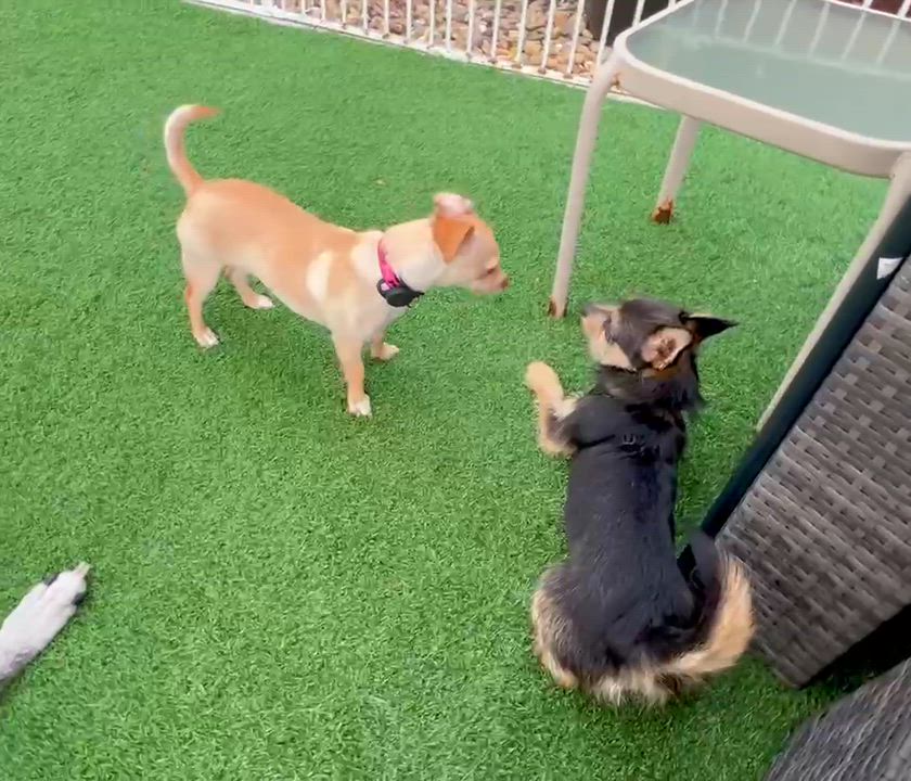 Enlarge Wolfgang, a ADOPTABLE mixed breed in san ramon, CA video 4/5