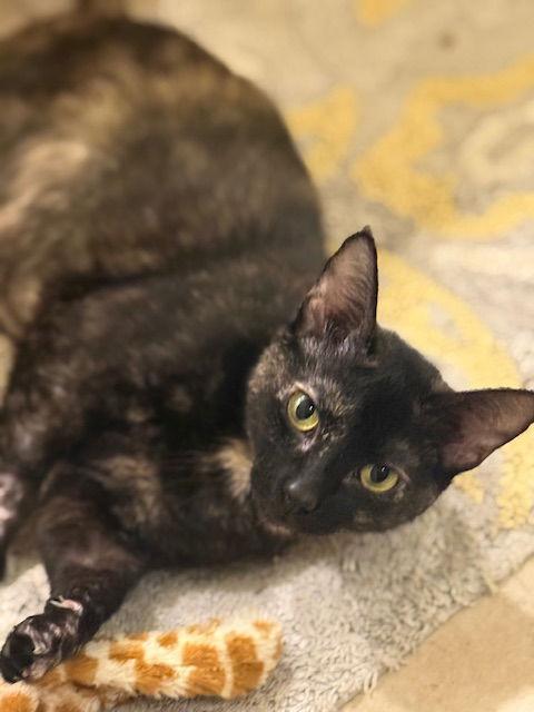 Snickerdoodle (2434), Adoptable, Adult Female Tortoiseshell.