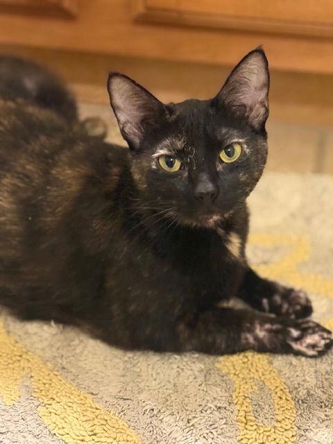 Enlarge Snickerdoodle (2434), a Adoptable Tortoiseshell in Wesley Chapel, FL image 2/2