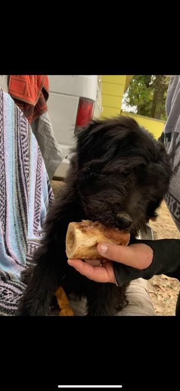 Enlarge Quilla, a Adopted Goldendoodle in Marshall, AR image 1/3