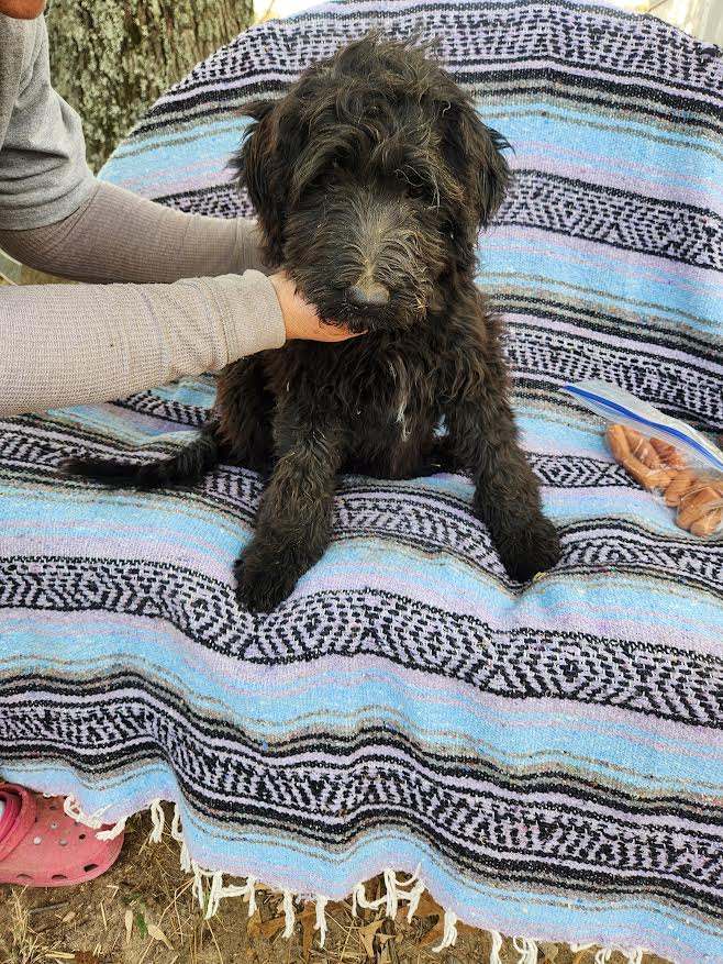 Enlarge Quilla, a Adopted Goldendoodle in Marshall, AR image 3/3