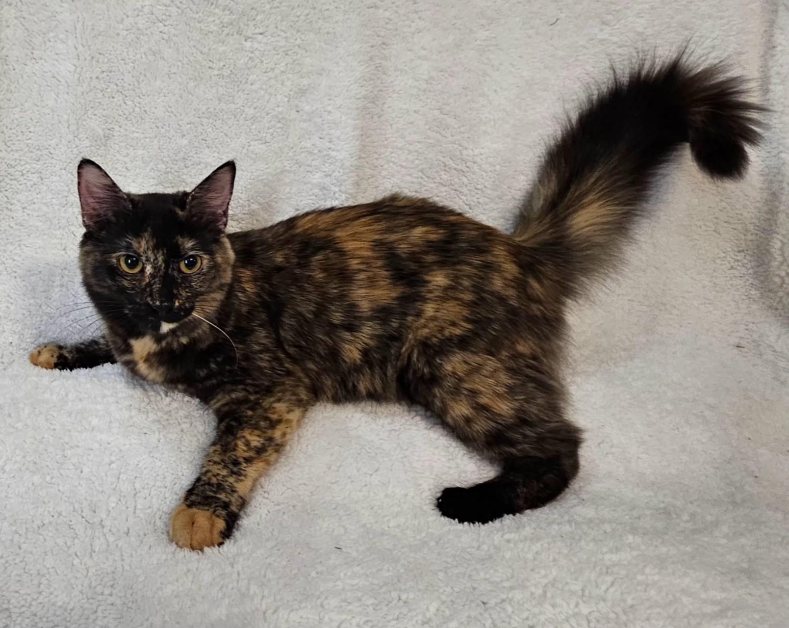 Josie, a Adoptable mixed breed in South Amboy, NJ image 3/4