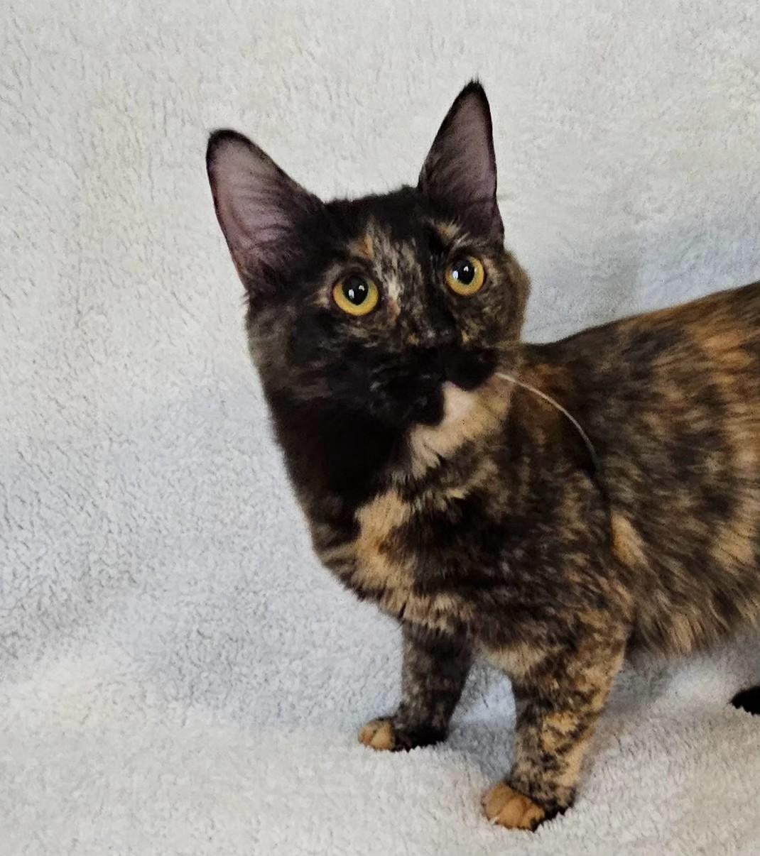 Josie, a Adoptable mixed breed in South Amboy, NJ image 1/4