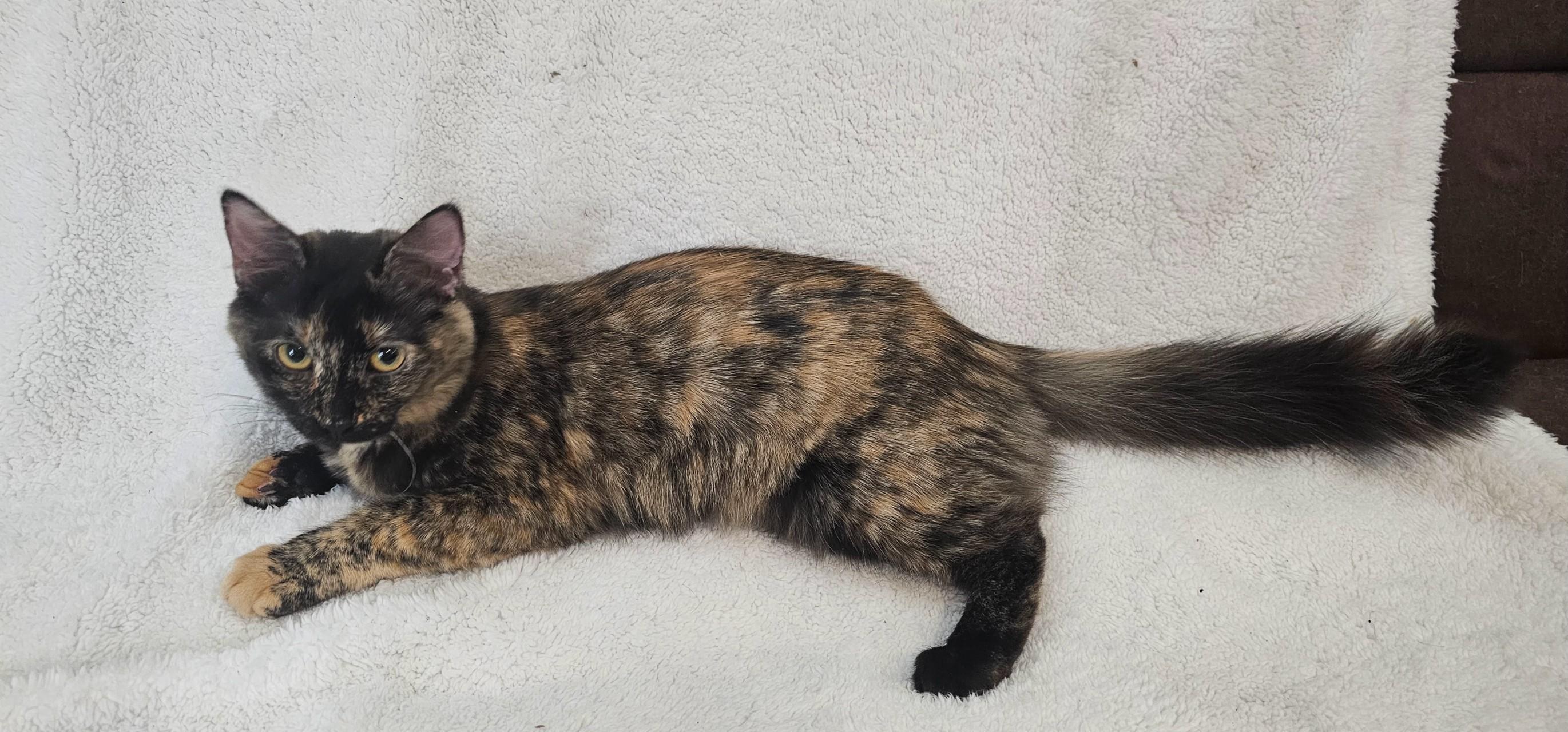 Josie, a Adoptable mixed breed in South Amboy, NJ image 2/4