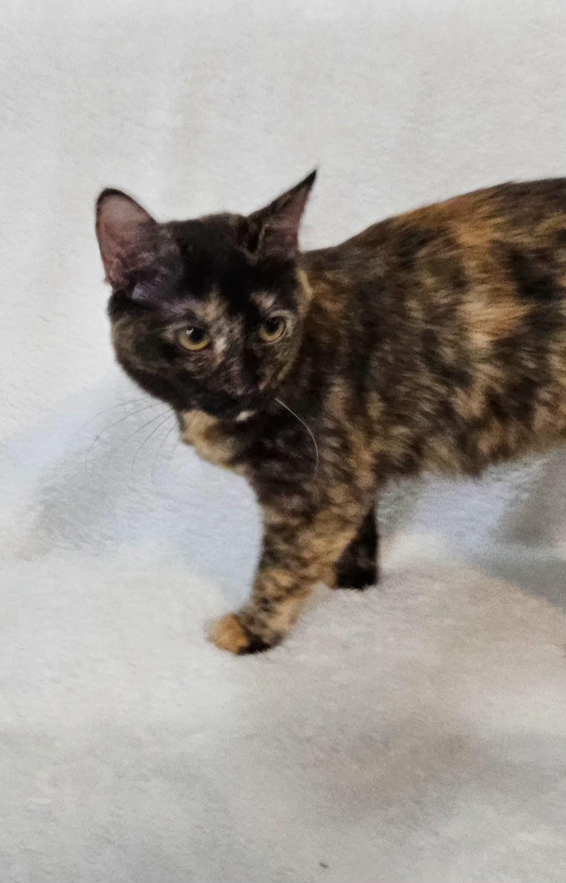 Josie, a Adoptable mixed breed in South Amboy, NJ image 4/4