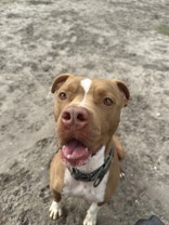 Mason , an adopted Pit Bull Terrier Mix in Daytona Beach, FL_image-1