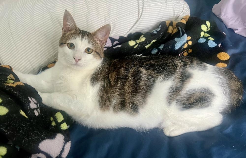 Enlarge Sai, a Adoptable Domestic Short Hair in Lake Wylie, SC image 1/6