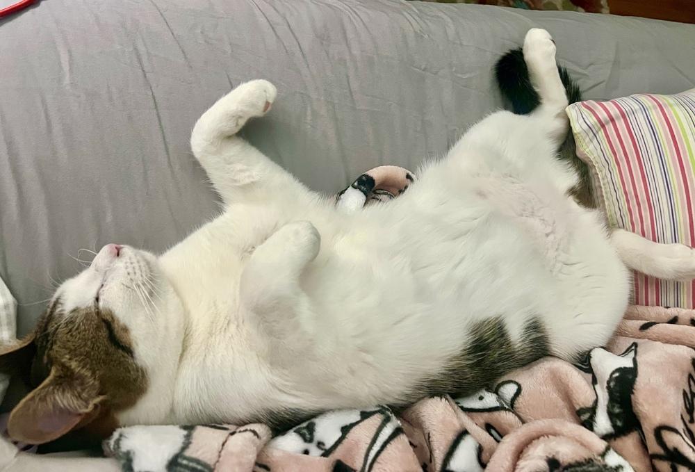 Enlarge Sai, a Adoptable Domestic Short Hair in Lake Wylie, SC image 2/6