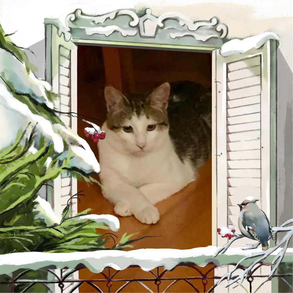 Enlarge Sai, a Adoptable Domestic Short Hair in Lake Wylie, SC image 3/6