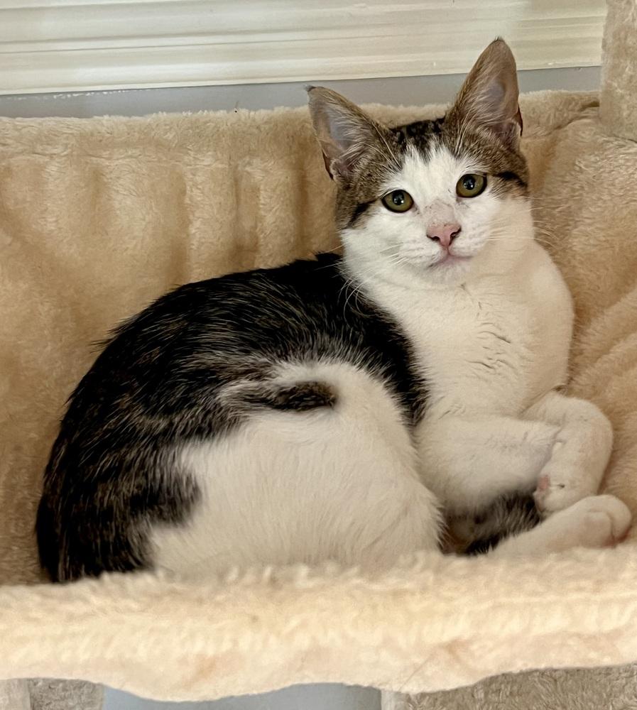 Enlarge Sai, a Adoptable Domestic Short Hair in Lake Wylie, SC image 5/6