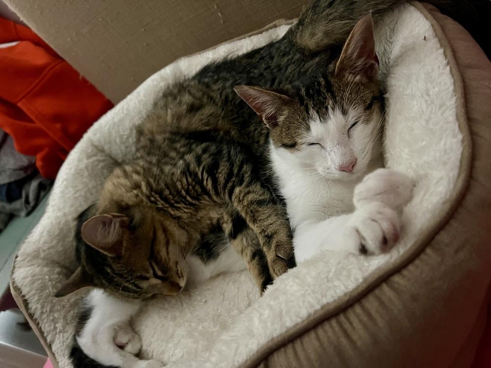 Enlarge Sai, a Adoptable Domestic Short Hair in Lake Wylie, SC image 6/6