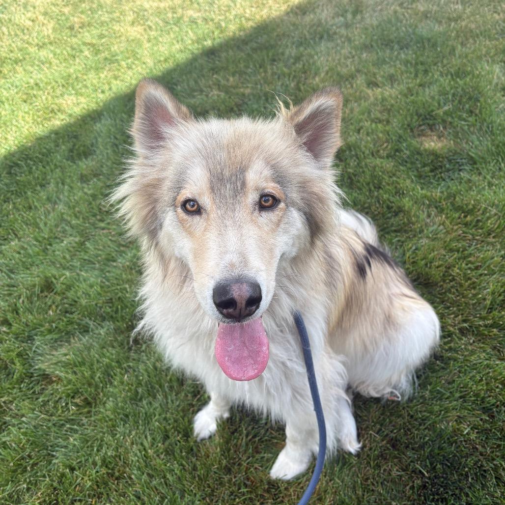 Enlarge Fennec, a Adoptable Mixed Breed in Spokane, WA image 2/6
