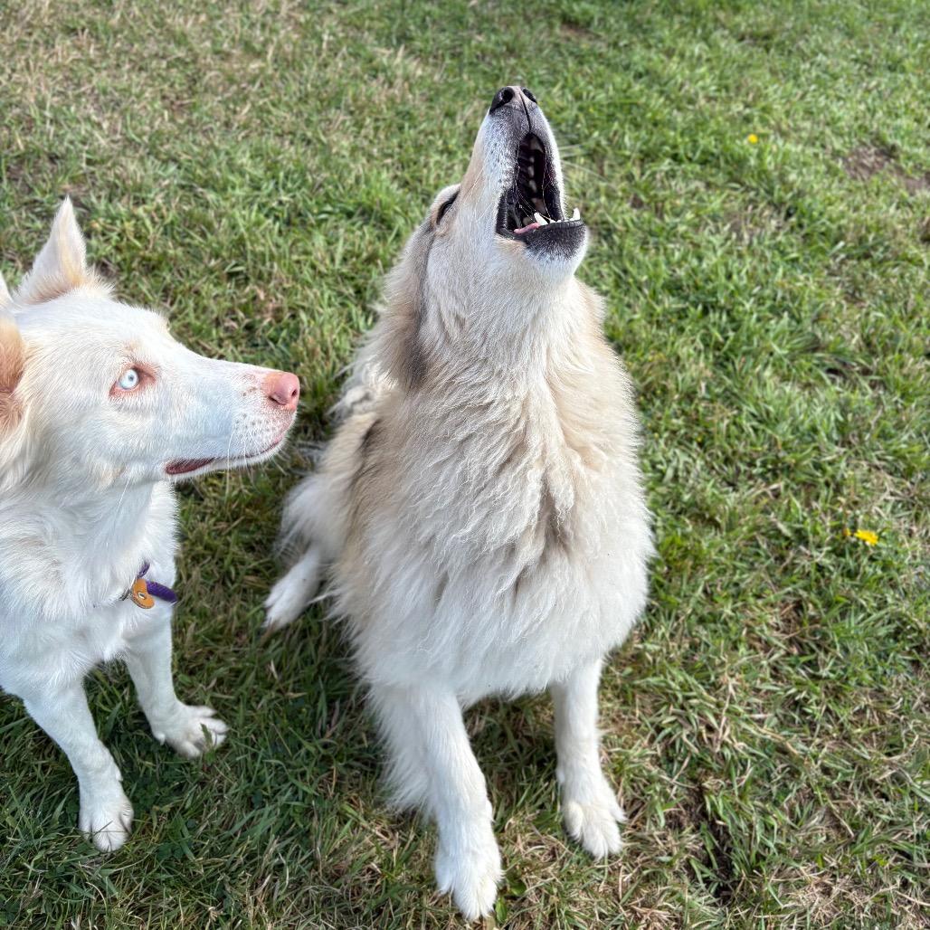 Enlarge Fennec, a Adoptable Mixed Breed in Spokane, WA image 4/6