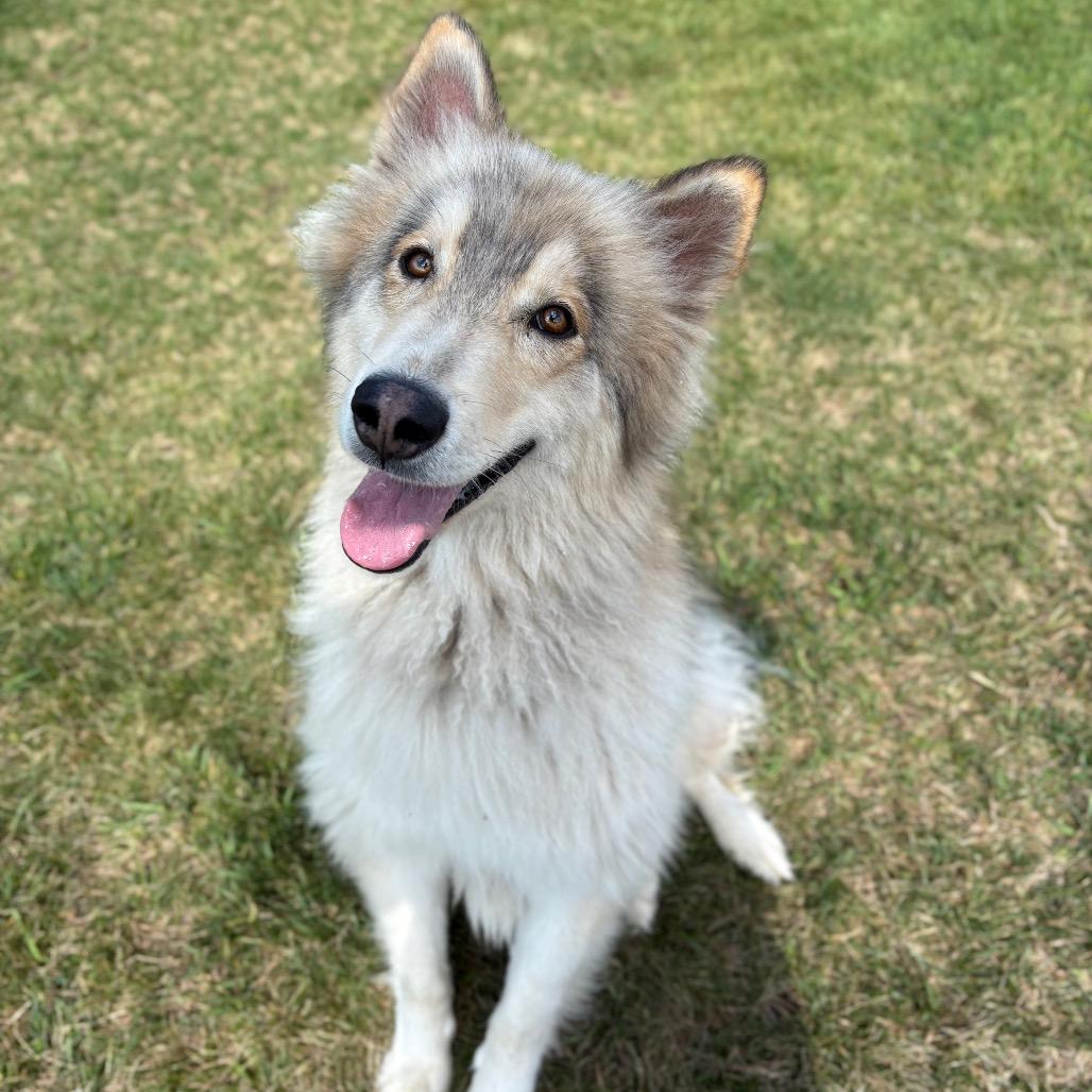 Enlarge Fennec, a Adoptable Mixed Breed in Spokane, WA image 6/6