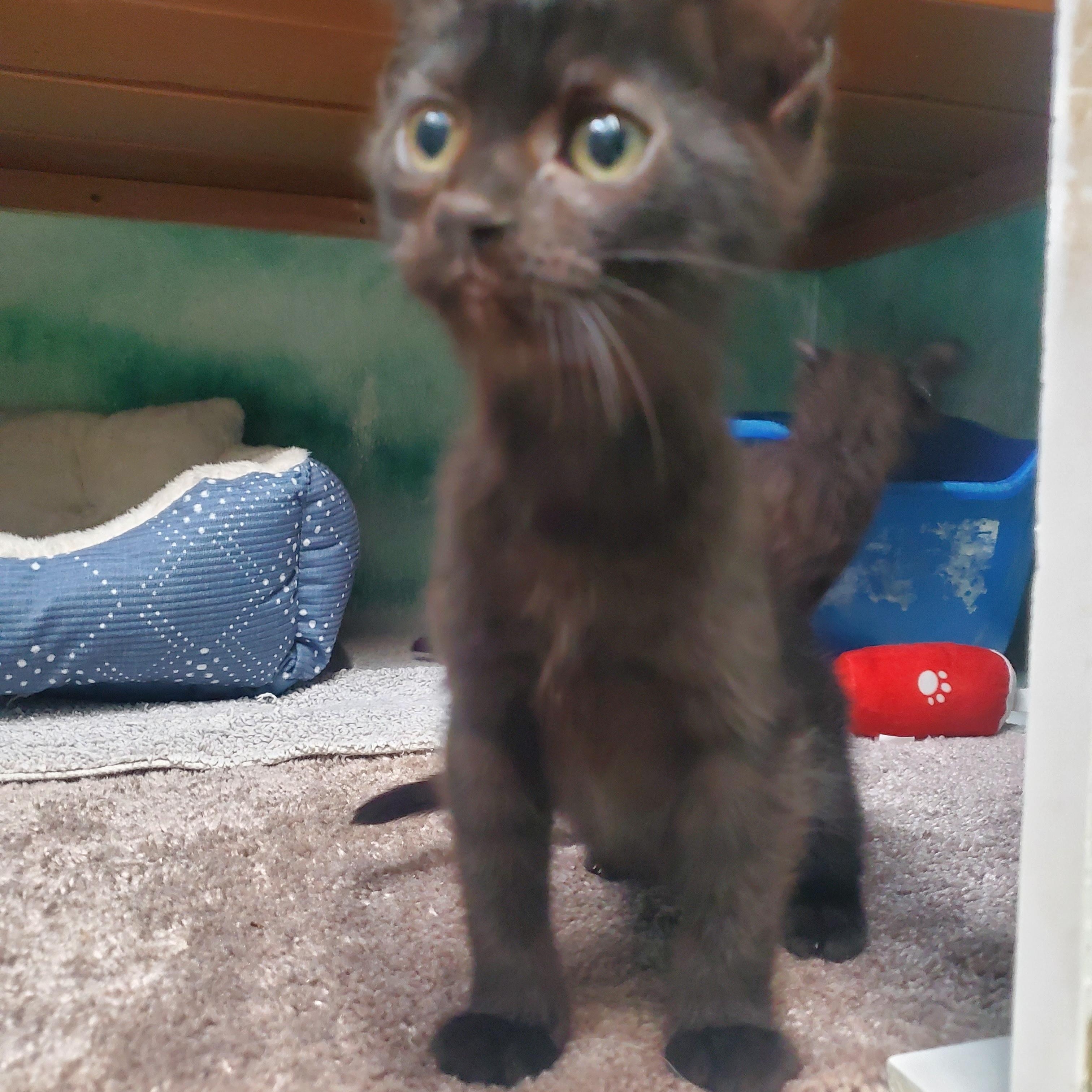 Enlarge Chip Dip, a ADOPTABLE Domestic Short Hair in Altoona, PA image 1/1