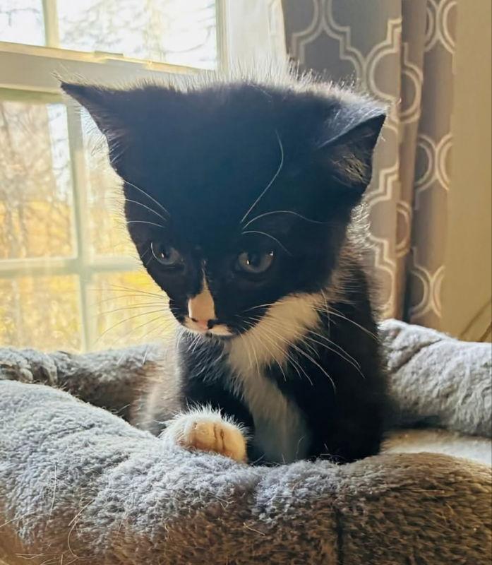 Sylvester thumbnail 3