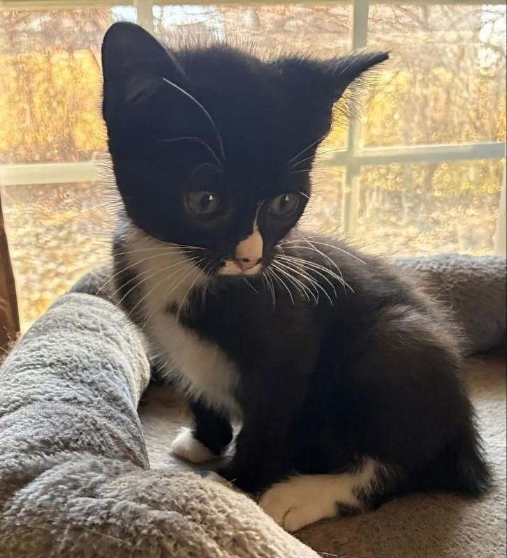 Sylvester thumbnail 4