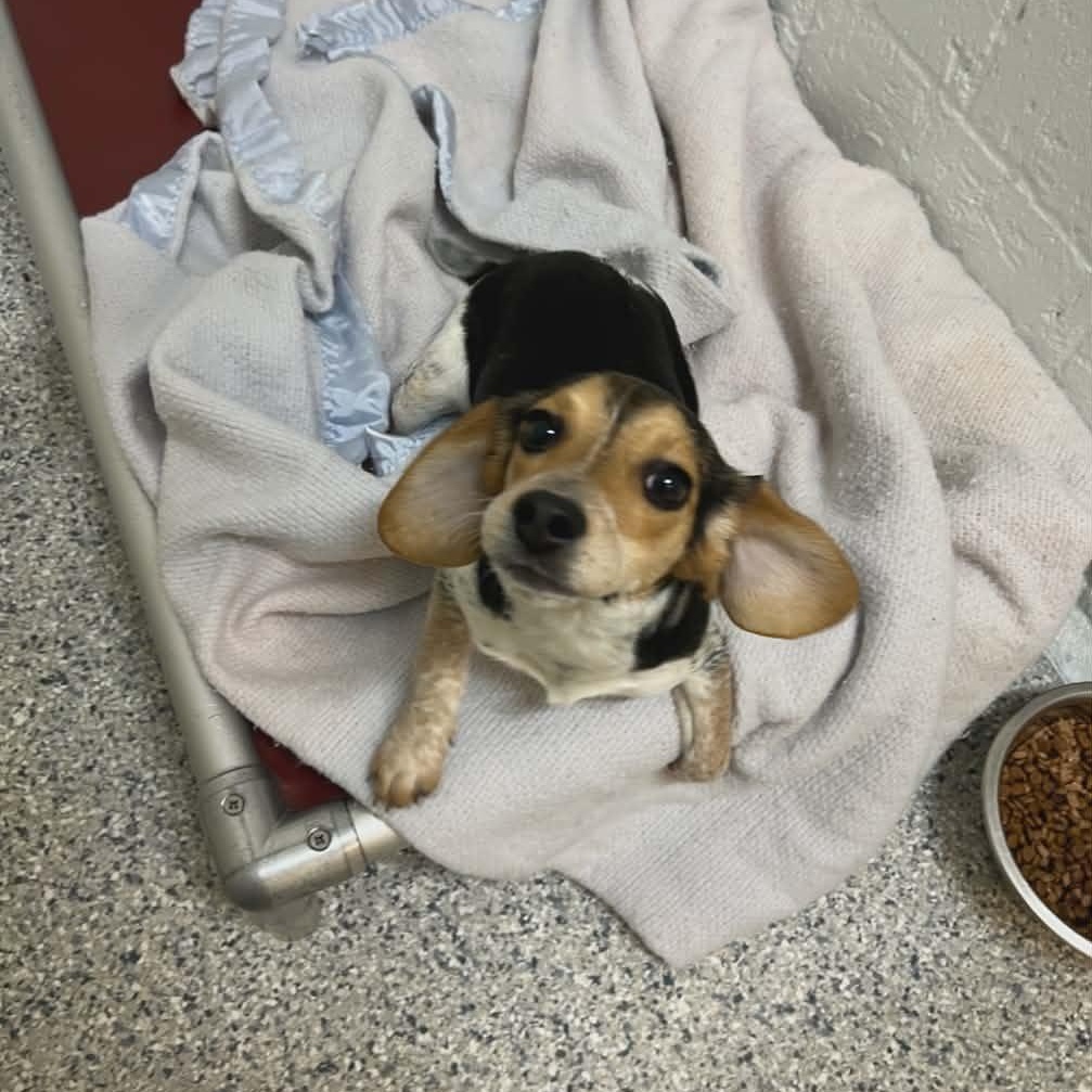 Enlarge Garbanzo, an adopted Beagle in Orange, VA image 1/1