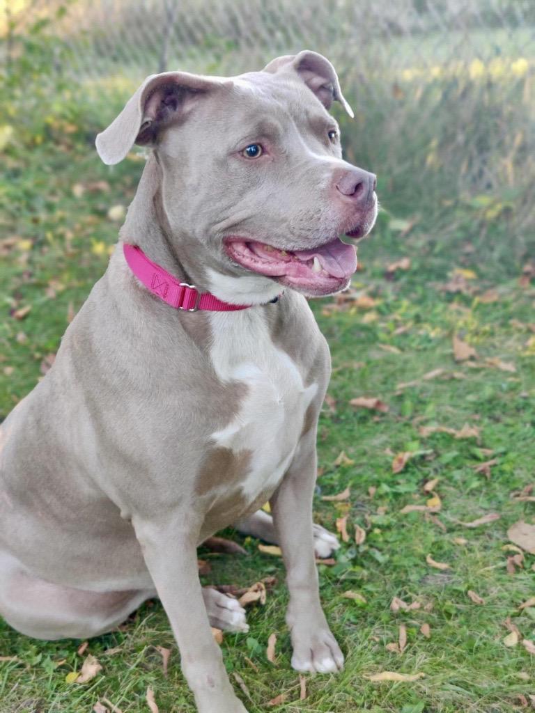 Enlarge Roxie, a Adoptable Mixed Breed in Midland, MI image 1/3