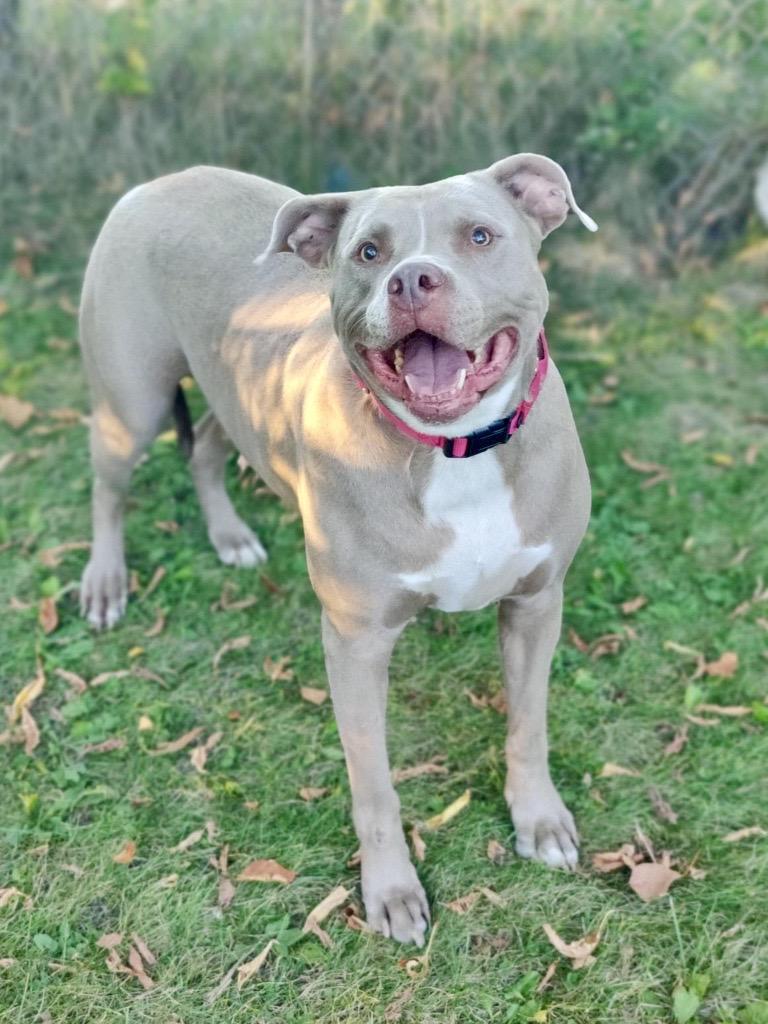Enlarge Roxie, a Adoptable Mixed Breed in Midland, MI image 3/3