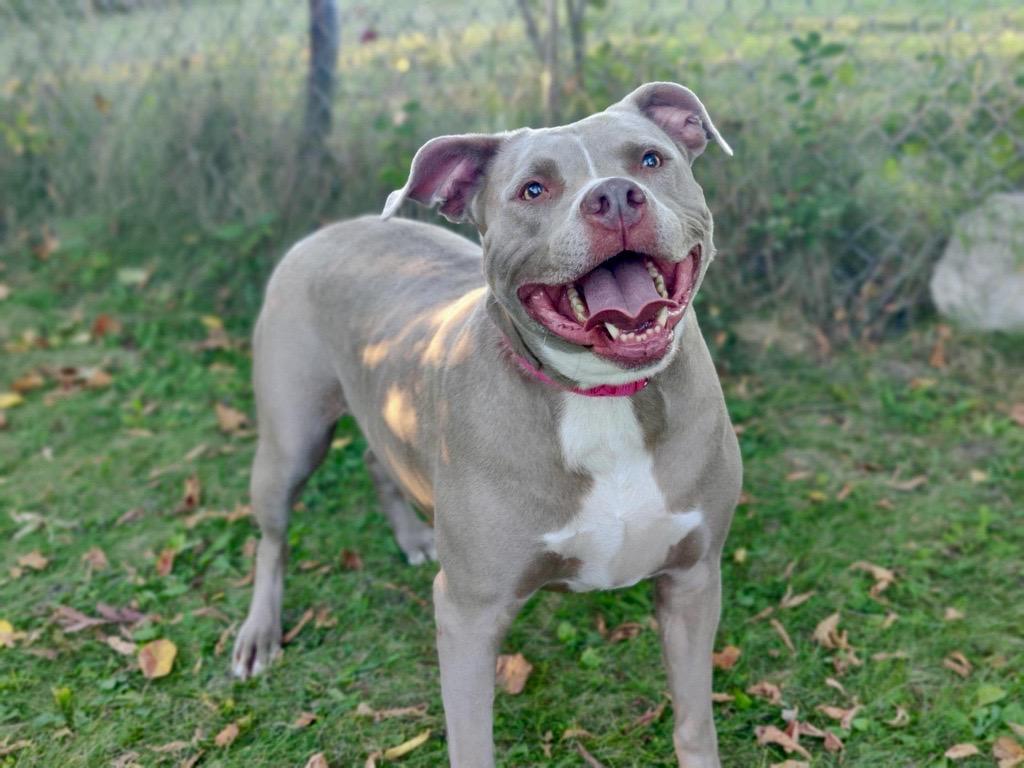 Enlarge Roxie, a Adoptable Mixed Breed in Midland, MI image 2/3