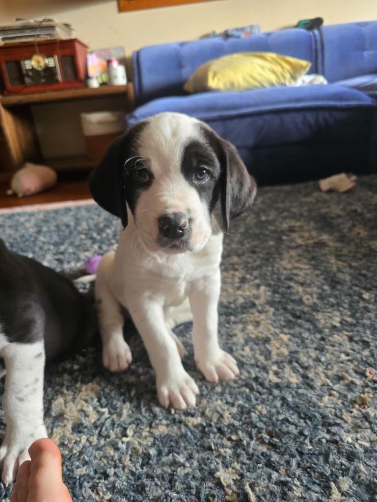Photo of Baby Male Hound Black, White / Cream