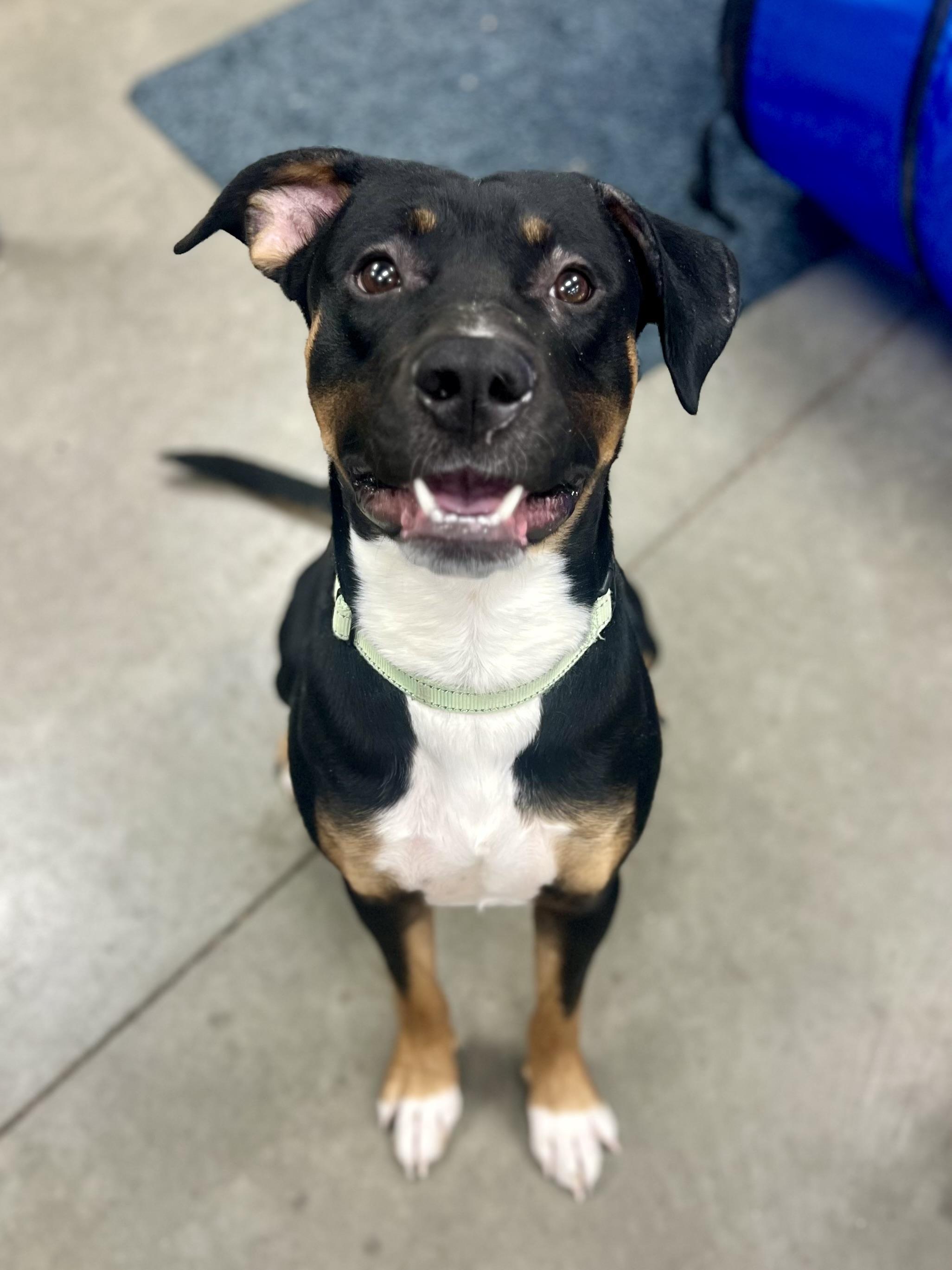 Enlarge Paxon, a ADOPTABLE mixed breed in Monroe, OH image 5/5