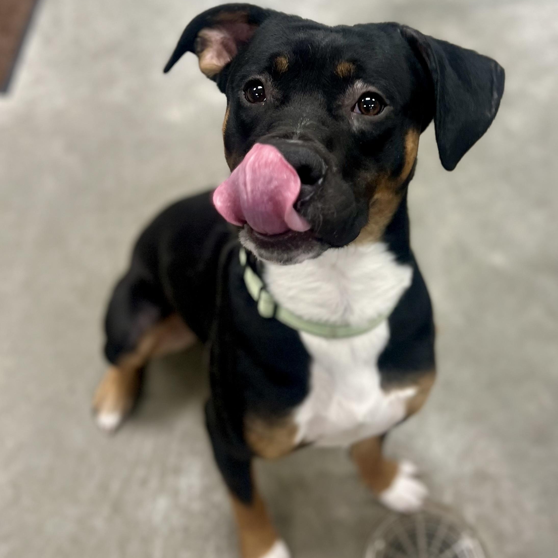 Paxon, ADOPTABLE, Young Male Mixed Breed.