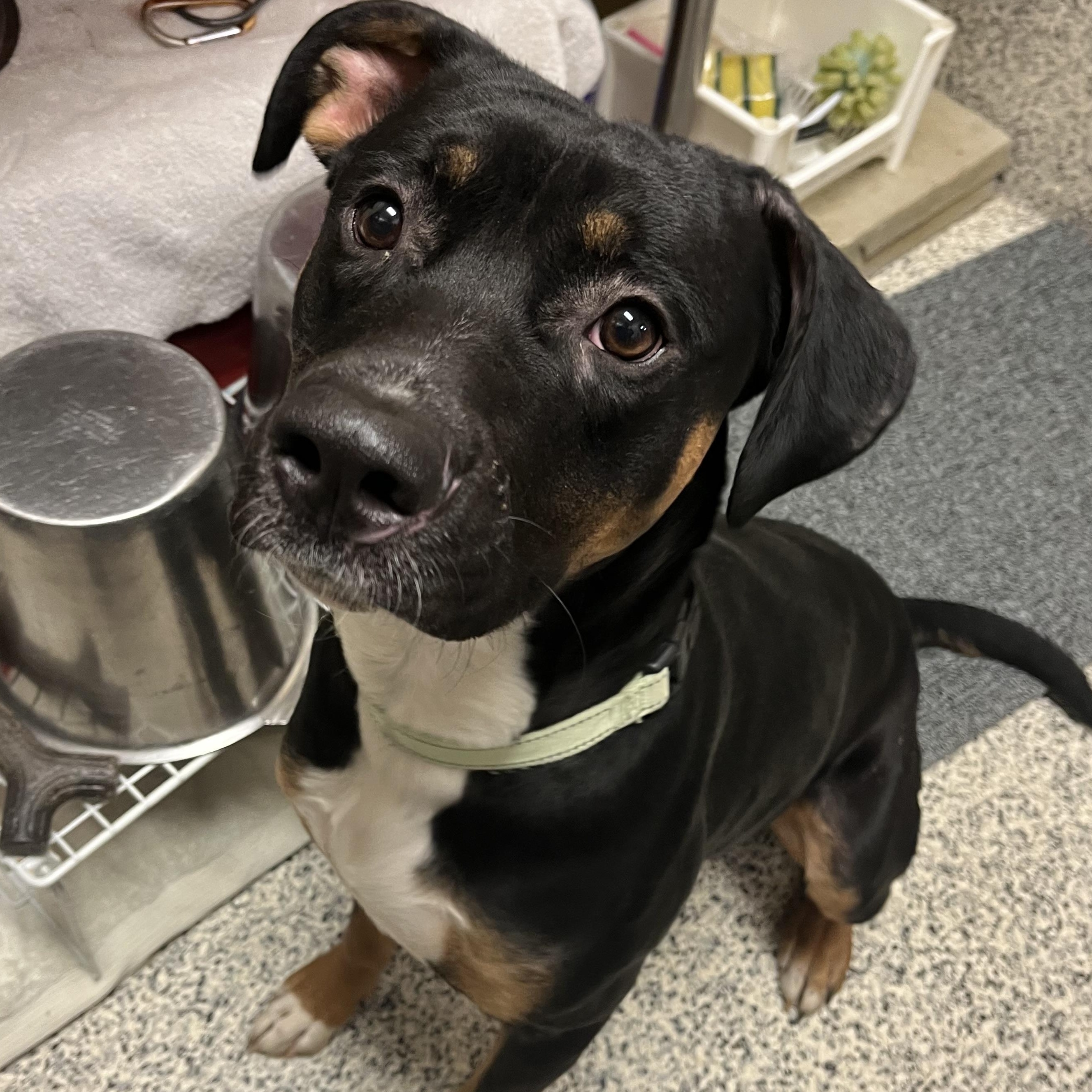 Enlarge Paxon, a ADOPTABLE mixed breed in Monroe, OH image 2/5