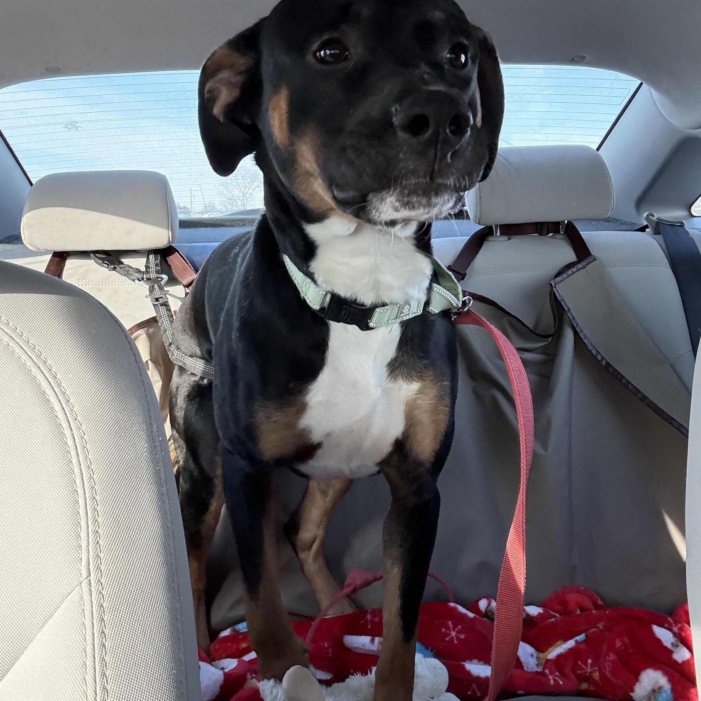 Enlarge Paxon, a ADOPTABLE mixed breed in Monroe, OH image 4/5