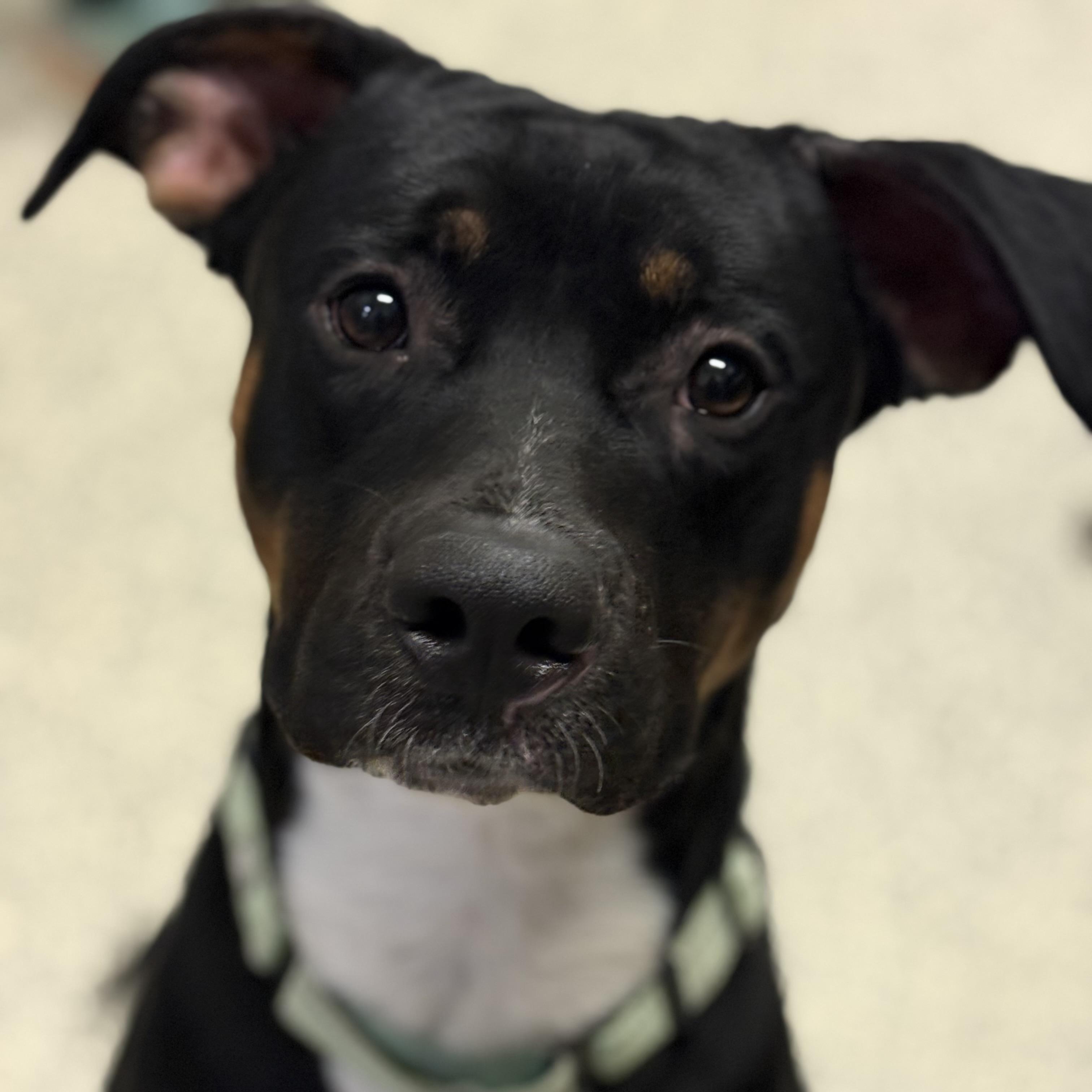 Enlarge Paxon, a ADOPTABLE mixed breed in Monroe, OH image 3/5