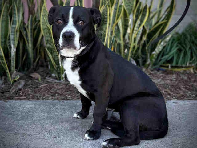 Enlarge BUGSY, a Adoptable mixed breed in Bonita, CA image 1/1