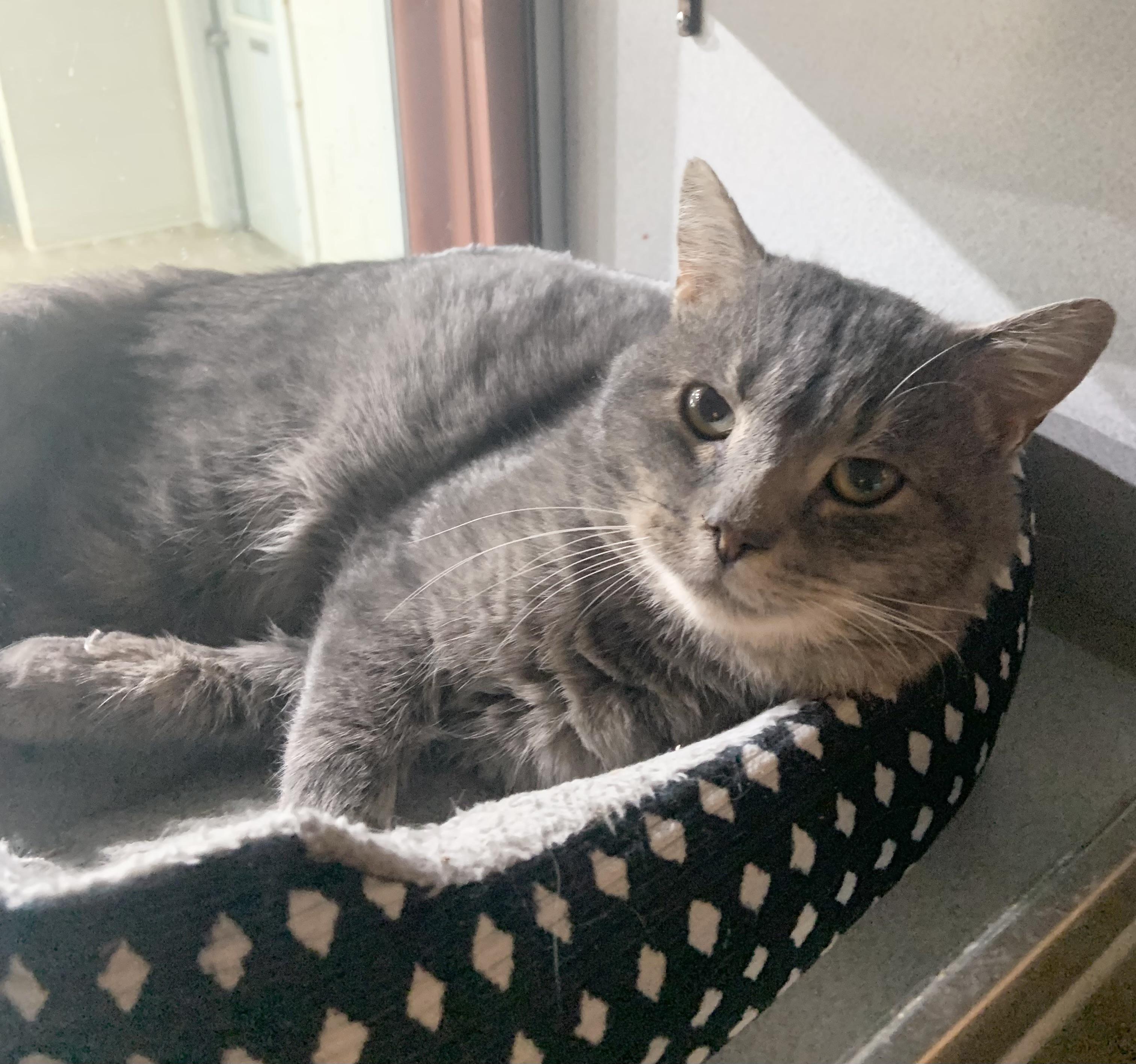 Bob *SPONSORED, Adoptable, Adult Male Domestic Short Hair.